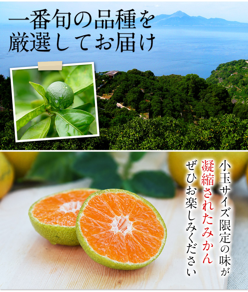 大容量8kg 小玉 みかん 送料無料 訳あり 小粒 箱込8kg 熊本 極早生