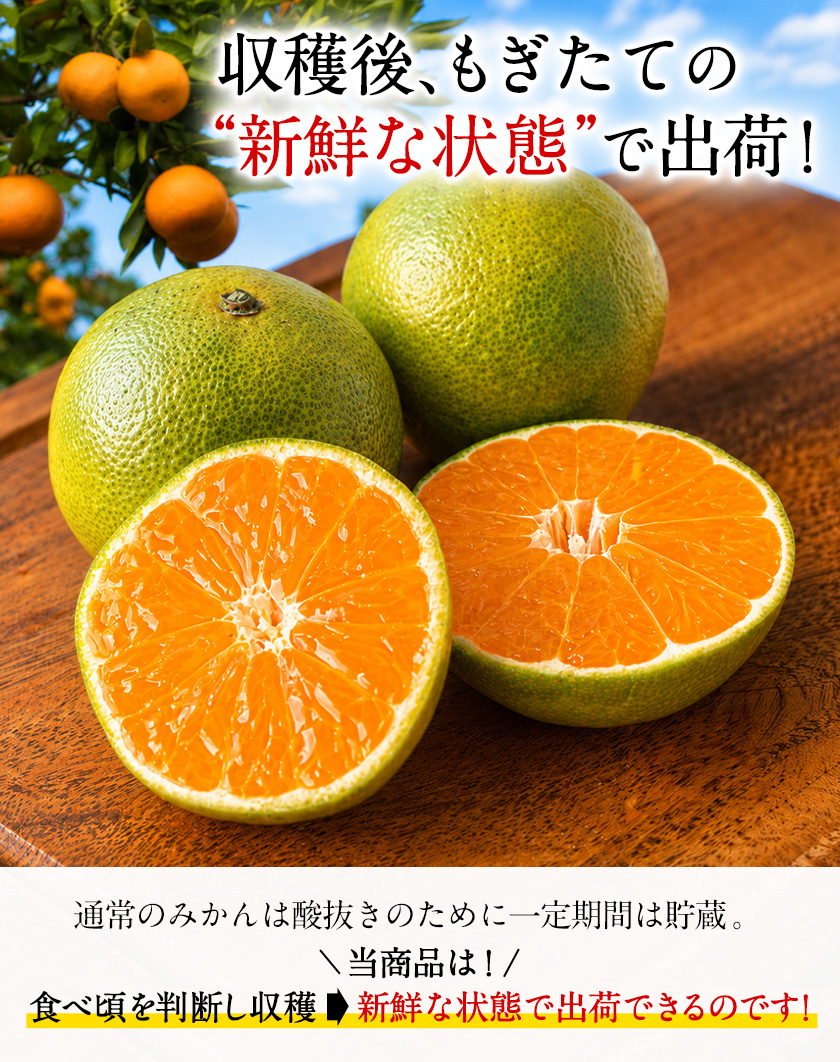 大容量8kg 小玉 みかん 送料無料 訳あり 小粒 箱込8kg 熊本 極早生