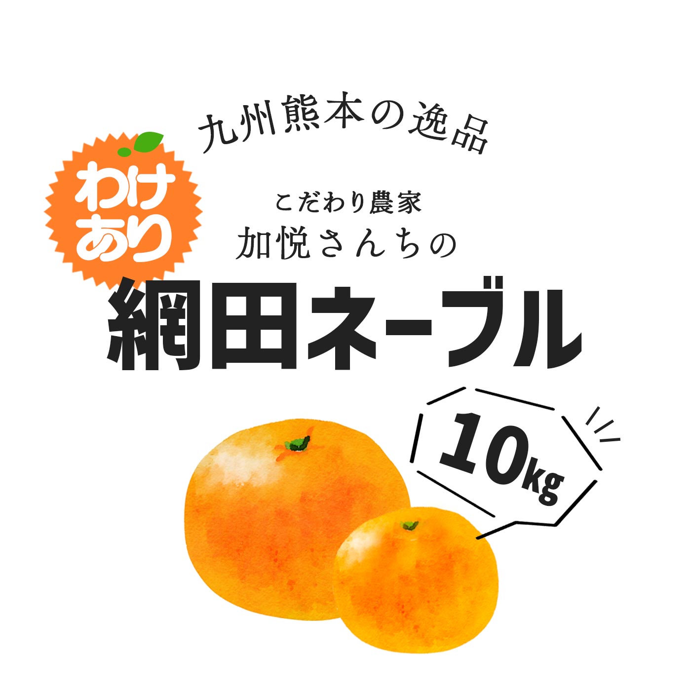 お得な10kg 熊本産ネーブルオレンジ 訳あり ネーブル 約10キロ 熊本産 ご家庭用 ネーブルオレンジ