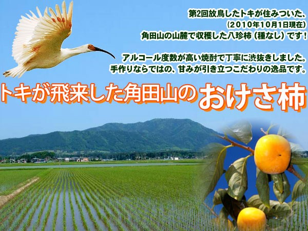 第2回放鳥したトキが住みついた(2010年10月1日現在)、角田山の山麓で収穫した八珍柿（種なし）です！トキが飛来した角田山のおけさ柿