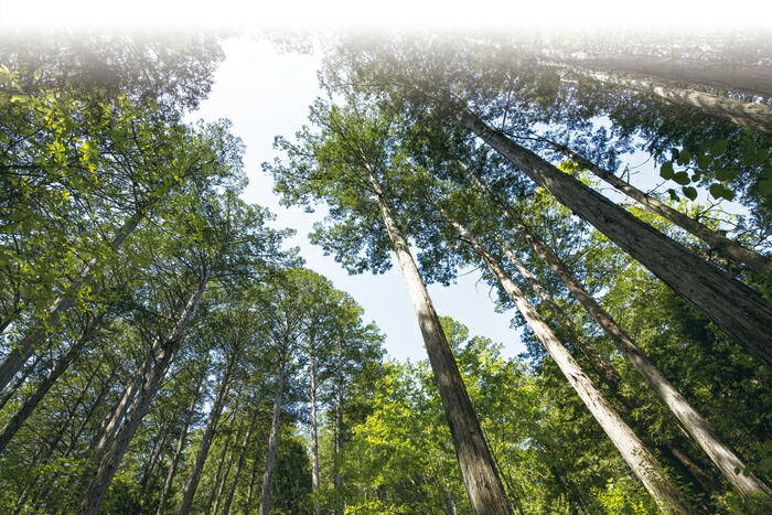 木曽檜 柾目まな板 (はぎ合わせ) 大 《790753》 【日本製 木製 ひのき