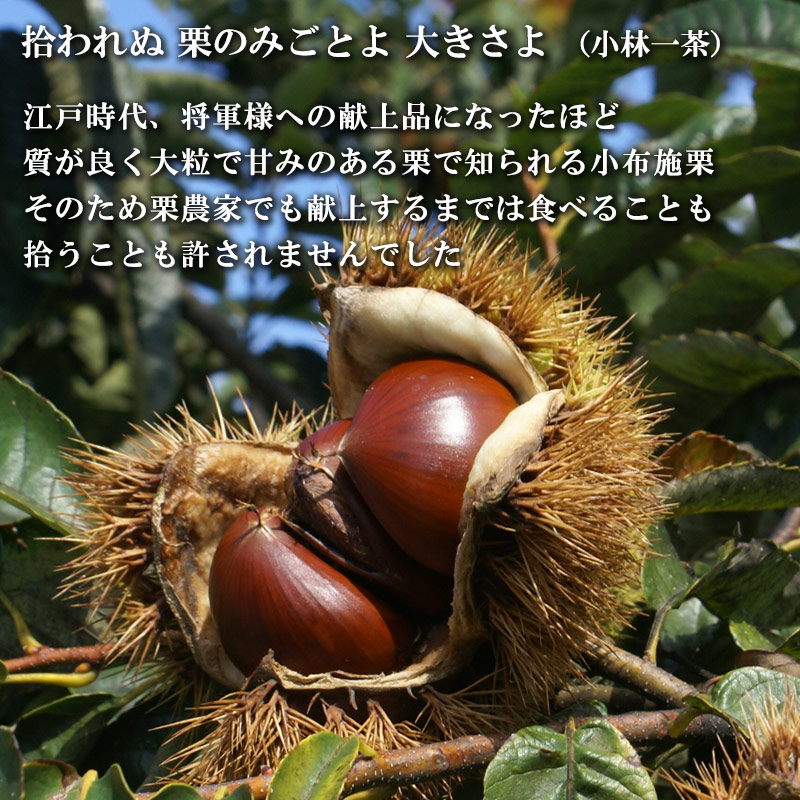 拾われぬ 栗のみごとよ 大きさよ （小林一茶）。江戸時代、将軍様への献上品になったほど質が良く大粒で甘みのある栗で知られる小布施栗。そのため栗農家でも献上するまでは食べることも拾うことも許されませんでした。