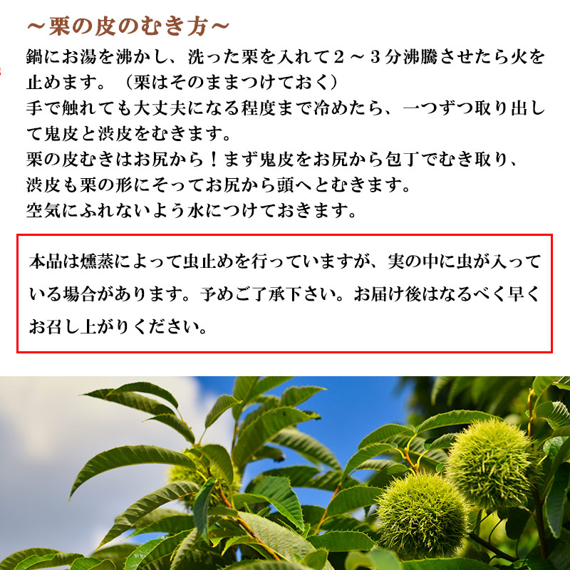 〜栗の皮のむき方〜鍋にお湯を沸かし、洗った栗を入れて２〜３分沸騰させたら火を止めます。（栗はそのままつけておく）手で触れても大丈夫になる程度まで冷めたら、一つずつ取り出して鬼皮と渋皮をむきます。栗の皮むきはお尻から！まず鬼皮をお尻から包丁でむき取り、渋皮も栗の形にそってお尻から頭へとむきます。空気にふれないよう水につけておきます。本品は燻蒸によって虫止めを行っていますが、実の中に虫が入っている場合があります。予めご了承下さい。お届け後はなるべく早くお召し上がりください。