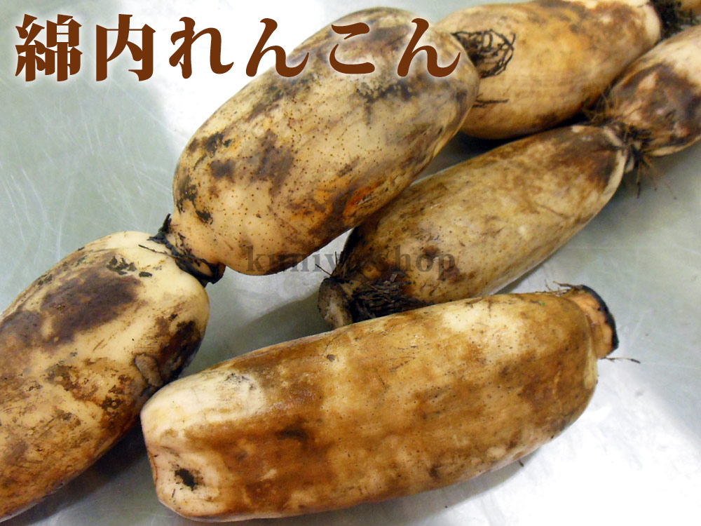 綿内蓮根2kg
