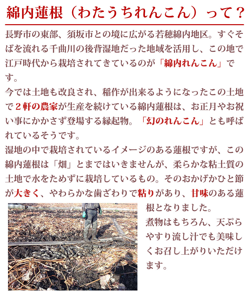 綿内蓮根（わたうちれんこん）って？ 長野市の東部、須坂市との境に広がる若穂綿内地区。すぐそばを流れる千曲川の後背湿地だった地域を活用し、この地で江戸時代から栽培されてきているのが「綿内れんこん」です。今では土地も改良され、稲作が出来るようになったこの土地で２軒の農家が生産を続けている綿内蓮根は、お正月やお祝い事にかかさず登場する縁起物。「幻のれんこん」とも呼ばれているそうです。湿地の中で栽培されているイメージのある蓮根ですが、この綿内蓮根は「畑」とまではいきませんが、柔らかな粘土質の土地で水をためずに栽培しているもの。そのおかげかひと節が大きく、やわらかな歯ざわりで粘りがあり、甘味のある蓮根となりました。煮物はもちろん、天ぷらやすり流し汁でも美味しくお召し上がりいただけます。