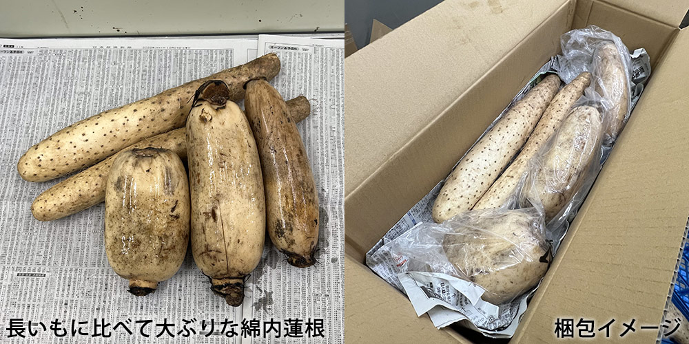 長野市産綿内蓮根と山形村産長いもの写真・梱包イメージ画像