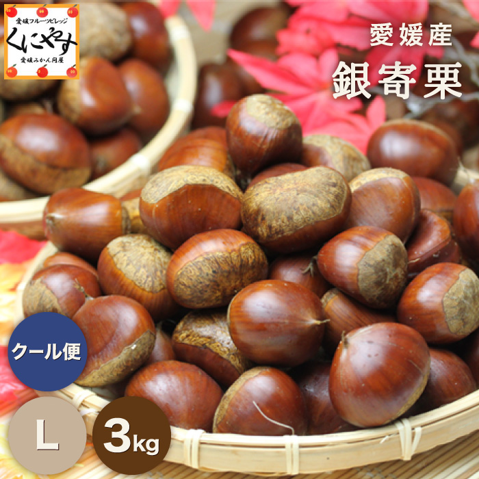 銀寄栗　3L 3個 栗 銀寄栗 専用 3L3kg