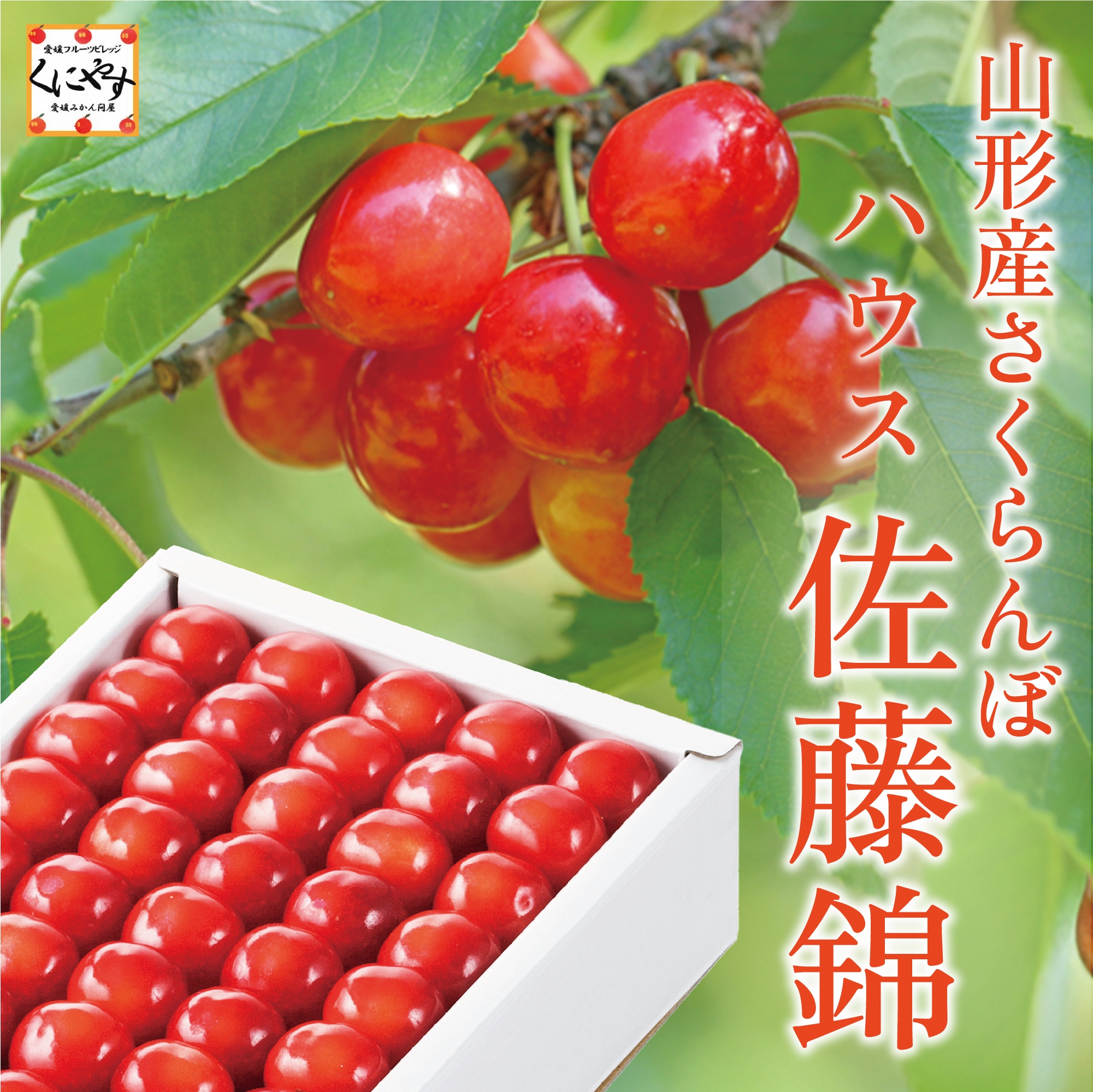 ハウス佐藤錦