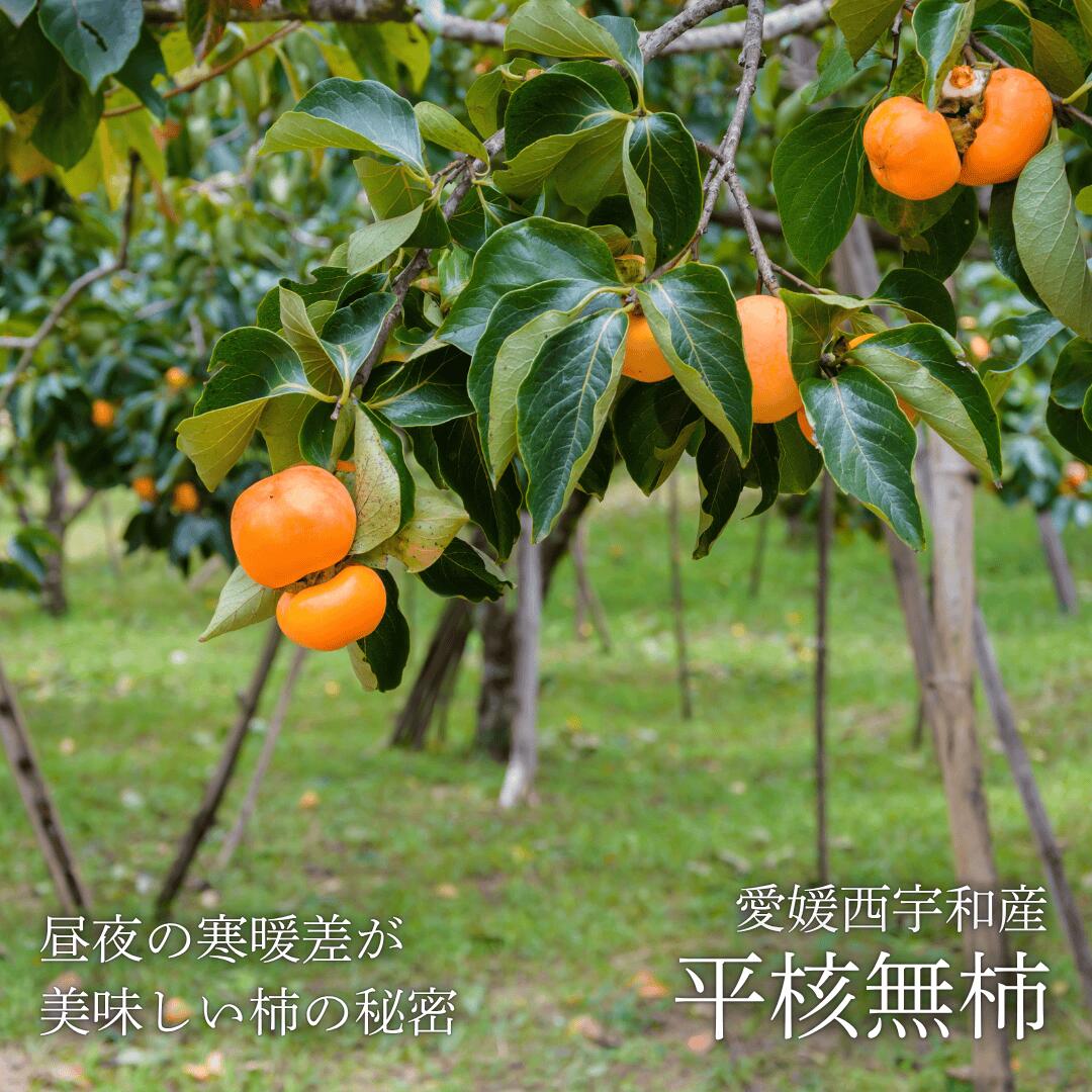 栽培イメージ