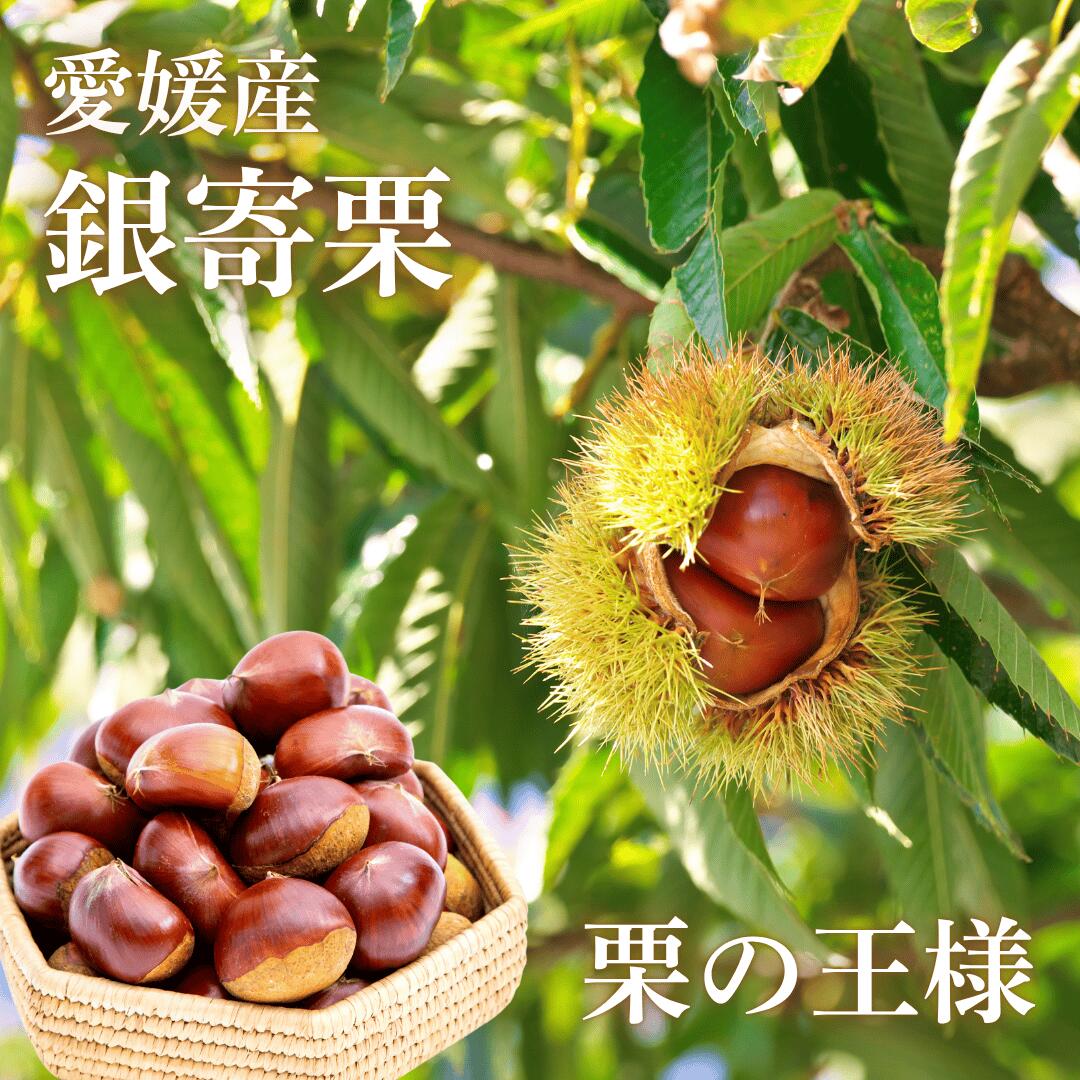 愛媛産銀寄栗