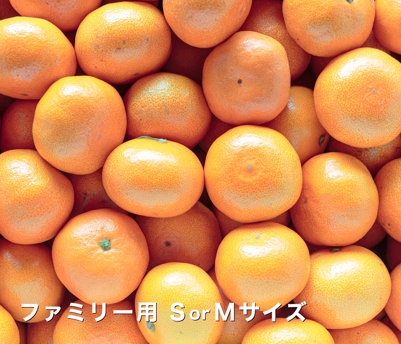 創業85年 愛媛みかん の老舗／【送料無料】【ギフト】【産地直送】愛媛