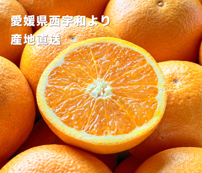 清見タンゴール画像
