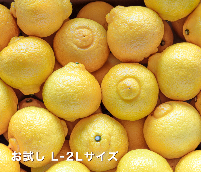 お試し愛媛はるか3」【送料無料】【お試し品】愛媛西宇和産はるか お
