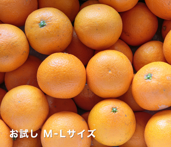 お試し清見タンゴール