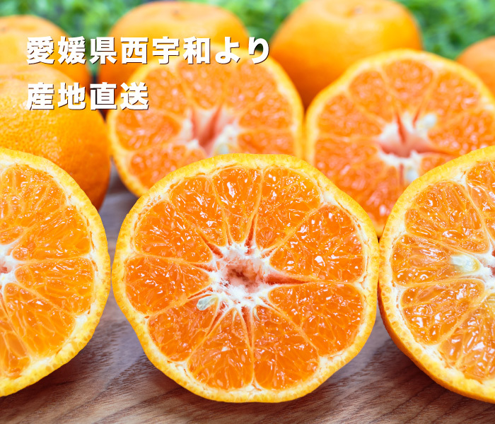 愛媛県産 木成り完熟ポンカン５キロブラッドオレンジ１０キロ 訳あり愛媛ポンカン5×2」【送料無料】【訳あり品】【産地直送】訳あり