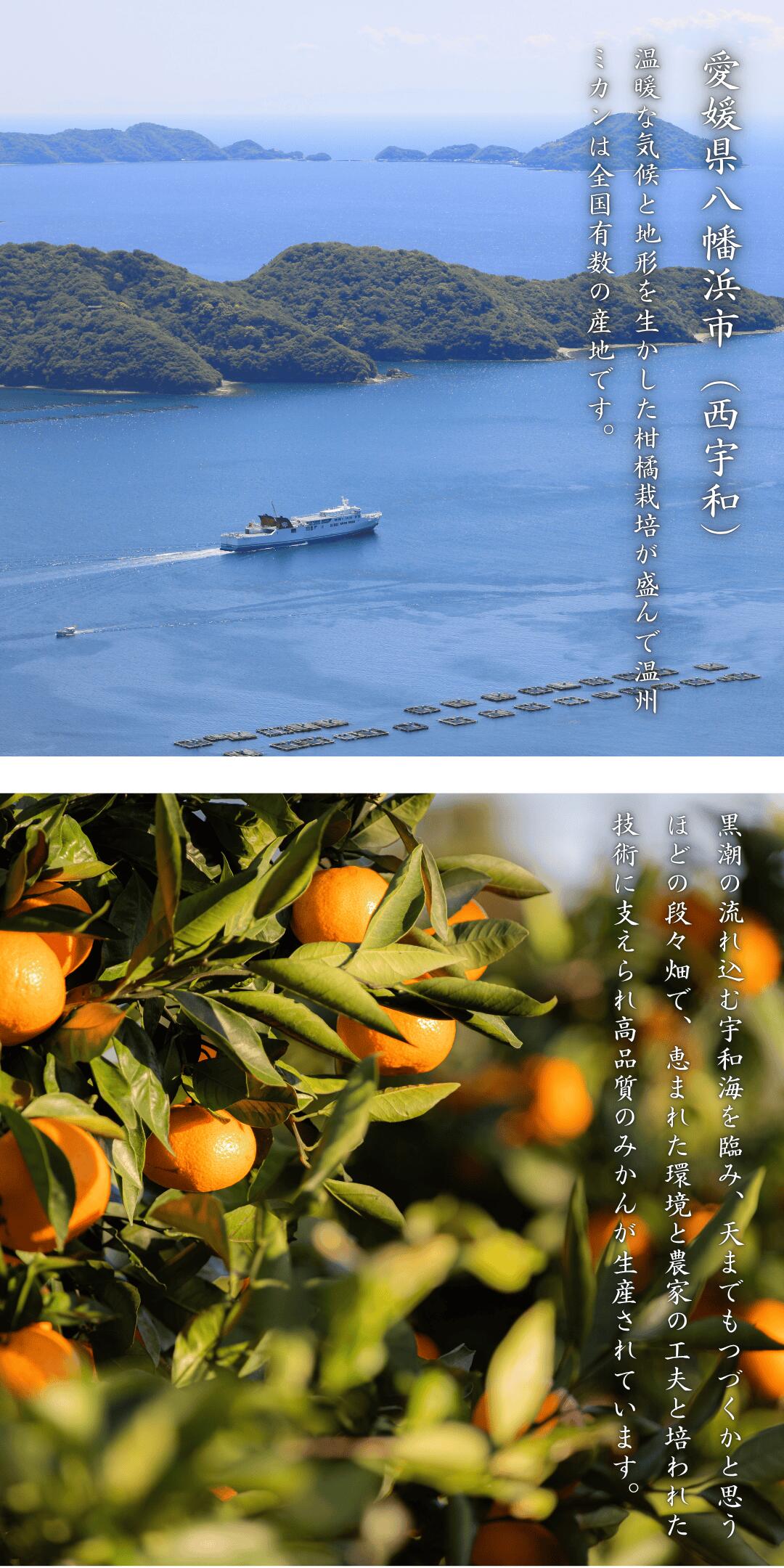 訳ありせとか3」【送料無料】【産地直送】訳あり 愛媛西宇和産 せとか