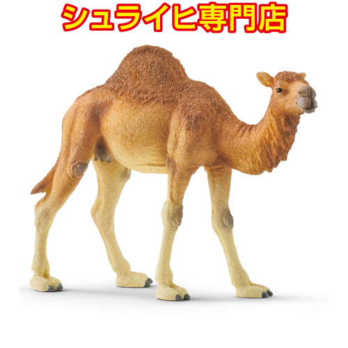 Amazon.co.jp: シュライヒ(Schleich) ワイルドライフ オリックス