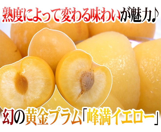 山形産 ”峰満イエロー” 秀品 大玉10〜15玉前後 約2kg 化粧箱【予約 9月