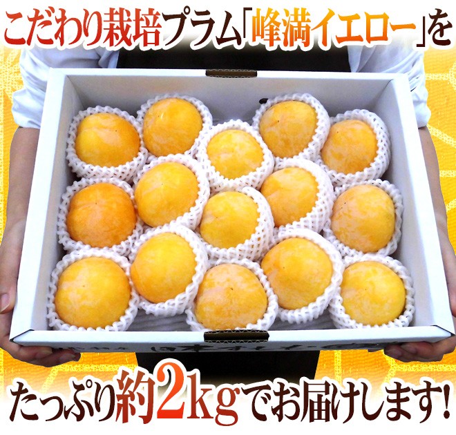 山形産黄色すもも、きよか。箱除き10キロ。今年は不作なので、早い者勝ちです。 山形産 ”峰満イエロー” 秀品 大玉10〜15玉前後 約2kg 化粧箱【予約 9月