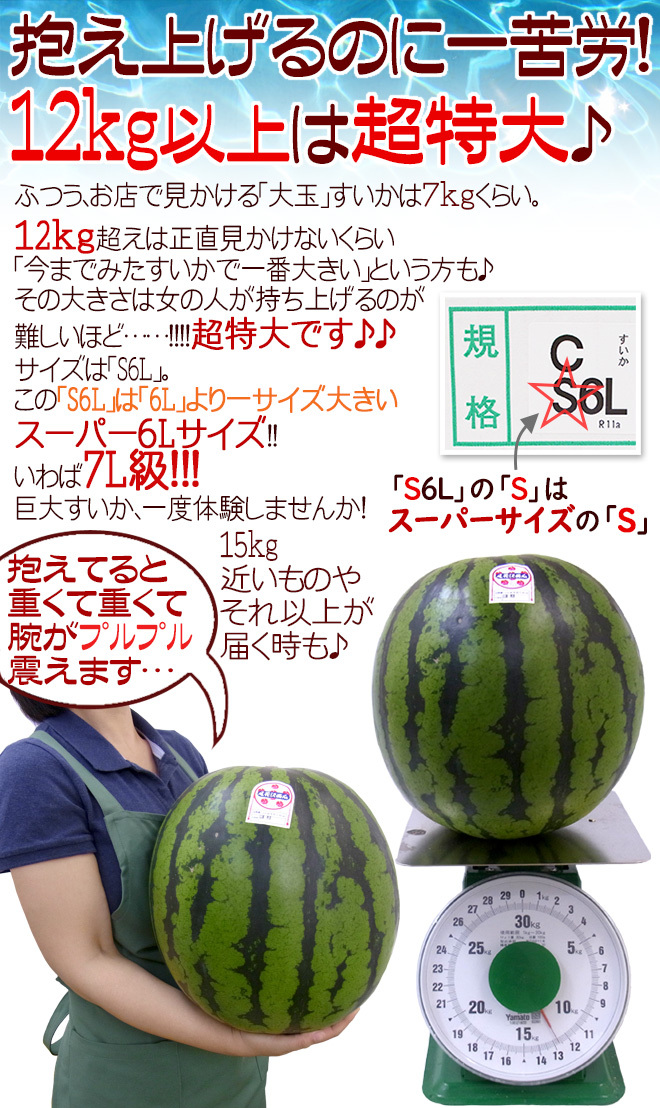 山形県産 ”尾花沢スイカ” S6L（7L級） 1玉約12kg以上 ちょっと訳あり 