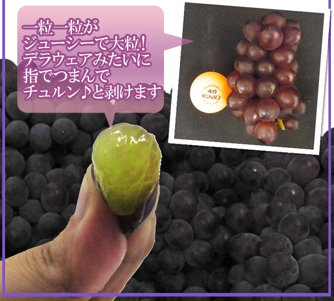 木造 【予約 6月1日〜初荷分より順次発送】 山梨県産 種なしぶどう キングデラウェア 7-10房前後 約2kg