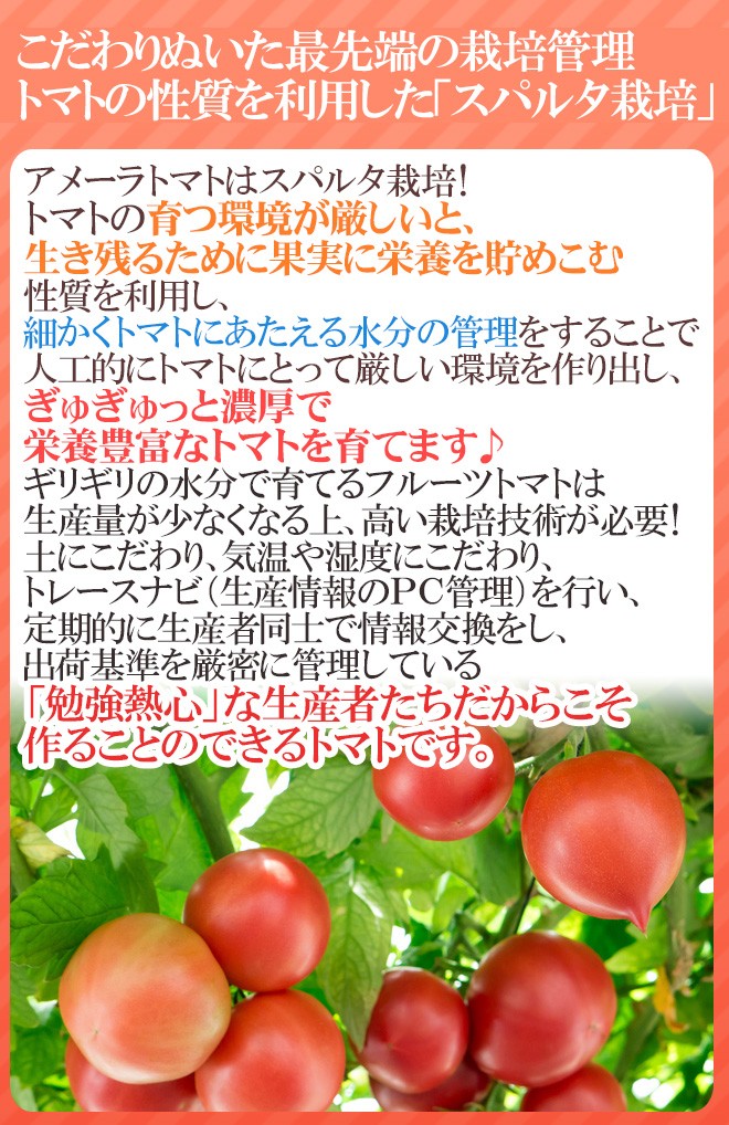 静岡県 ”高糖度フルーツトマト アメーラ” 大きさおまかせ 約1kg ほんのちょっと訳あり 化粧箱入り【予約 入荷次第発送】