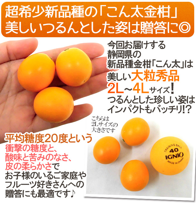 静岡県 ”こん太きんかん” 秀品 2L〜4Lサイズ 約1kg 化粧箱 金柑 まる