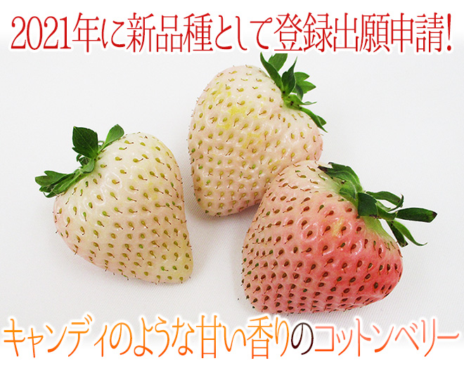 奈良県産 ”白いちご コットンベリー” 2pc×《2箱》（1pcあたり9〜15粒