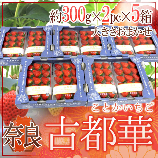 奈良県産 ”古都華いちご” 2pc×《5箱》（1pcあたり 約300g）【予約 12月