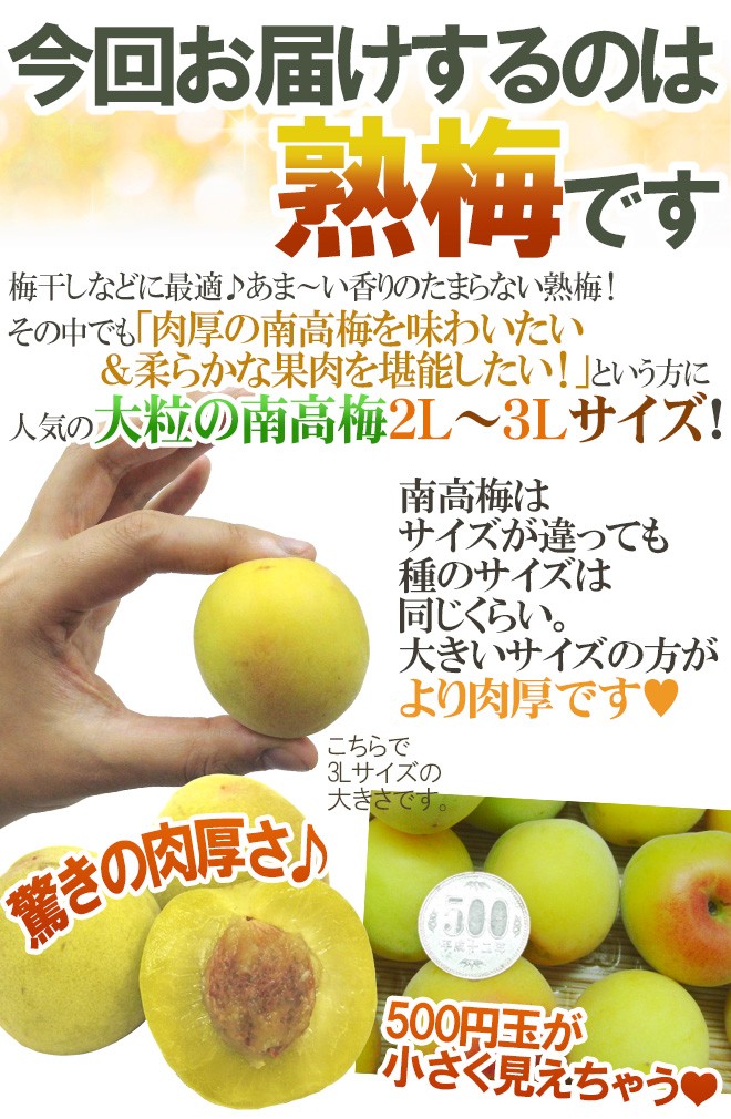 紀州・和歌山産 ”南高梅 完熟” 2L〜3L 約10kg ちょっと訳あり