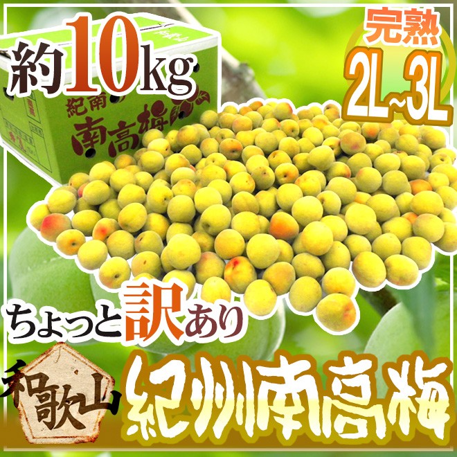 紀州・和歌山産 ”南高梅 完熟” 2L〜3L 約10kg ちょっと訳あり