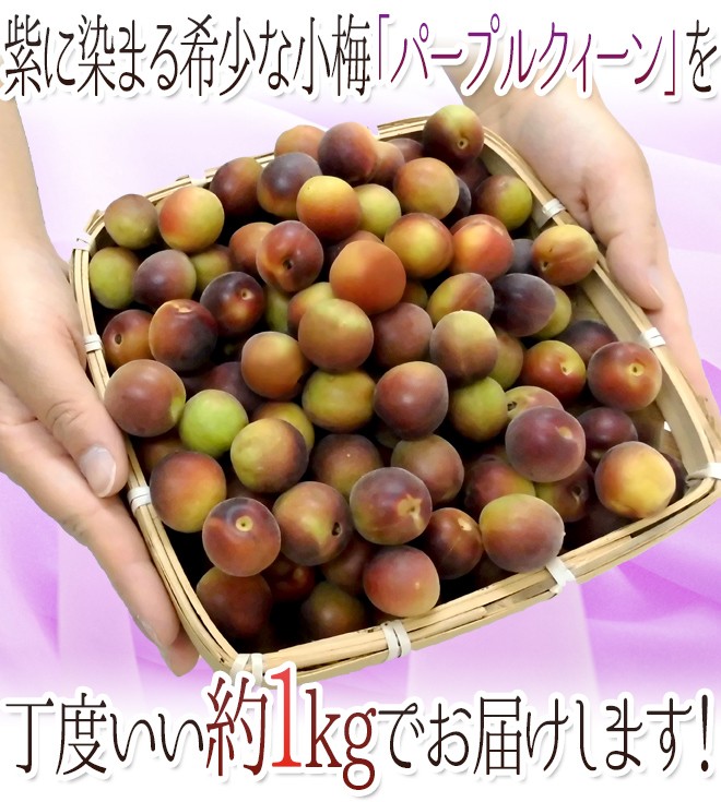 紀州・和歌山産 ”JA紀南 パープルクイーン” 秀品 L〜2L 約1kg 小梅