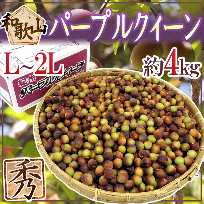 紀州・和歌山産 ”JA紀南 パープルクイーン” 秀品 L〜2L 約4kg 小梅【予約 5月下旬以降】 送料無料