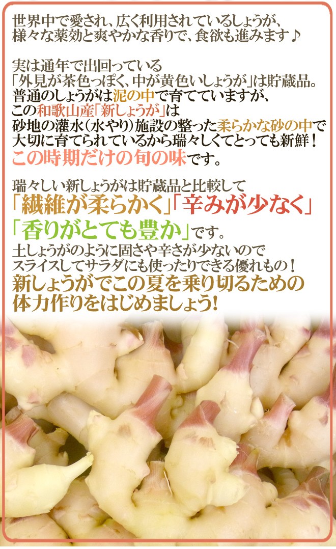 和歌山県産 新しょうが” 秀品 Lサイズ 約2kg【予約 6月下旬以降