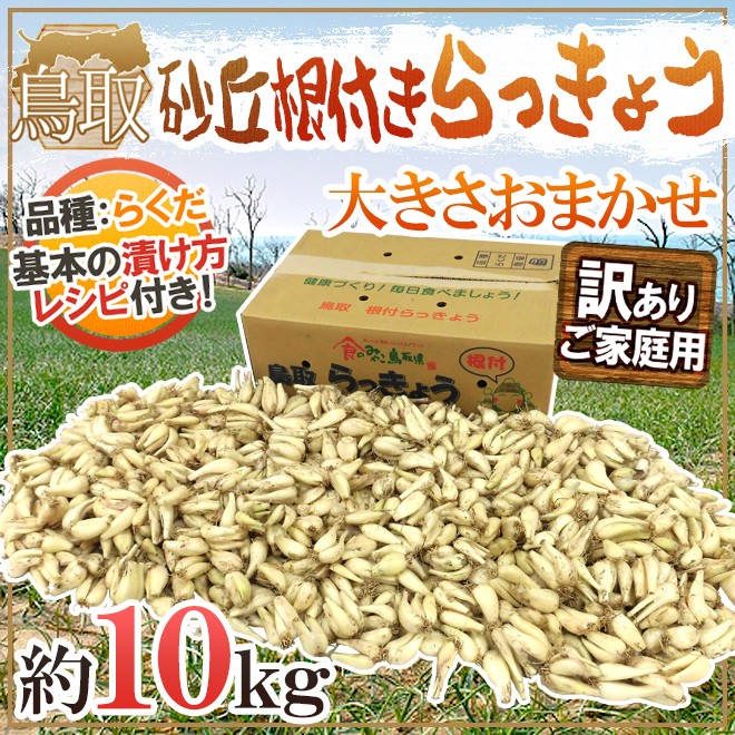 土らっきょう 鳥取産 ”砂丘らっきょう” 訳あり 約10kg 大きさおまかせ
