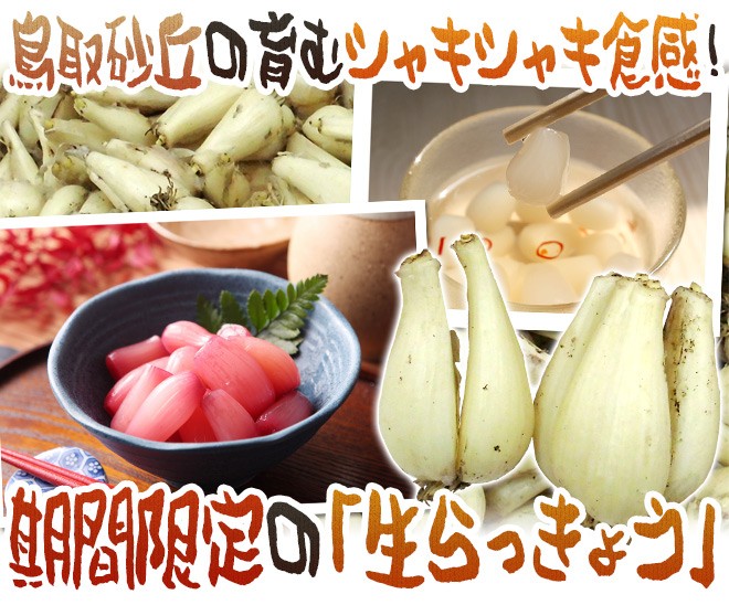 土らっきょう 鳥取産 ”砂丘らっきょう” 訳あり 約10kg 大きさおまかせ