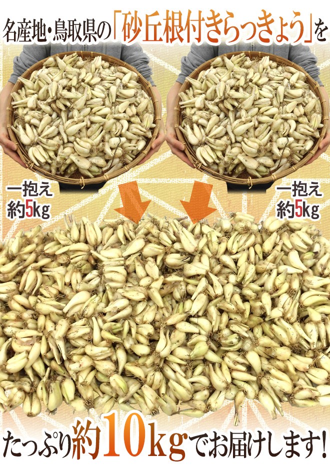 土らっきょう 鳥取産 ”砂丘らっきょう” 訳あり 約10kg 大きさおまかせ