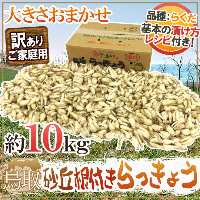 土らっきょう 鳥取産 ”砂丘らっきょう” 訳あり 約10kg 大きさおまかせ