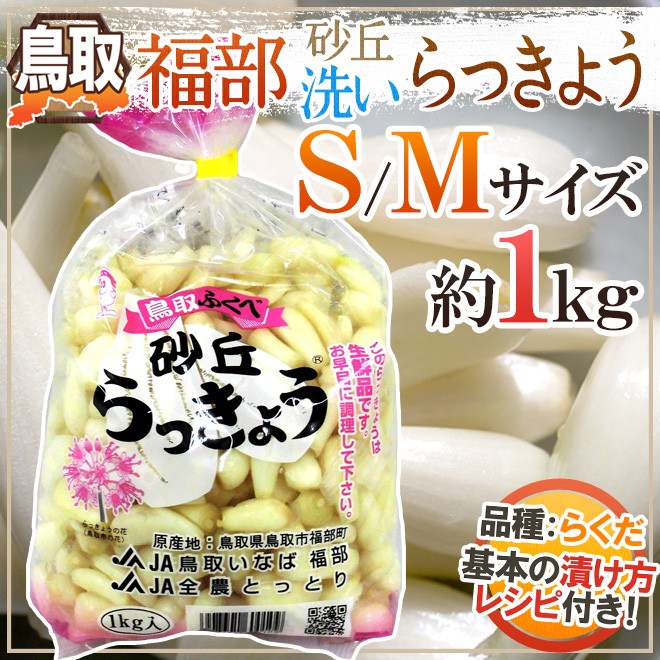 洗いらっきょう 鳥取 JAいなば 福部産 ”砂丘らっきょう” S/Mサイズ 約