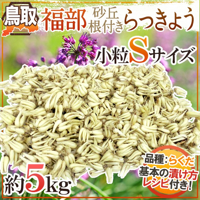 土らっきょう ”鳥取 JAいなば 福部産 砂丘らっきょう” Sサイズ 約5kg