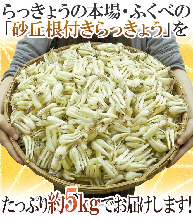 土らっきょう ”鳥取 JAいなば 福部産 砂丘らっきょう” Sサイズ 約5kg