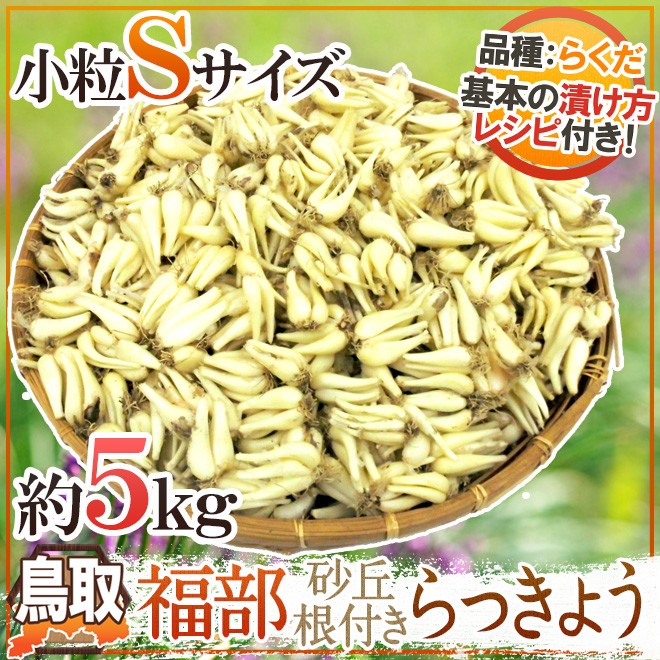土らっきょう ”鳥取 JAいなば 福部産 砂丘らっきょう” Sサイズ 約5kg