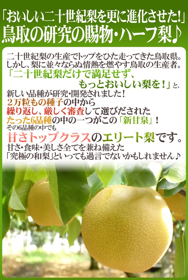 鳥取産 ”新甘泉（しんかんせん）梨” 秀品 超大玉8〜10玉前後 約