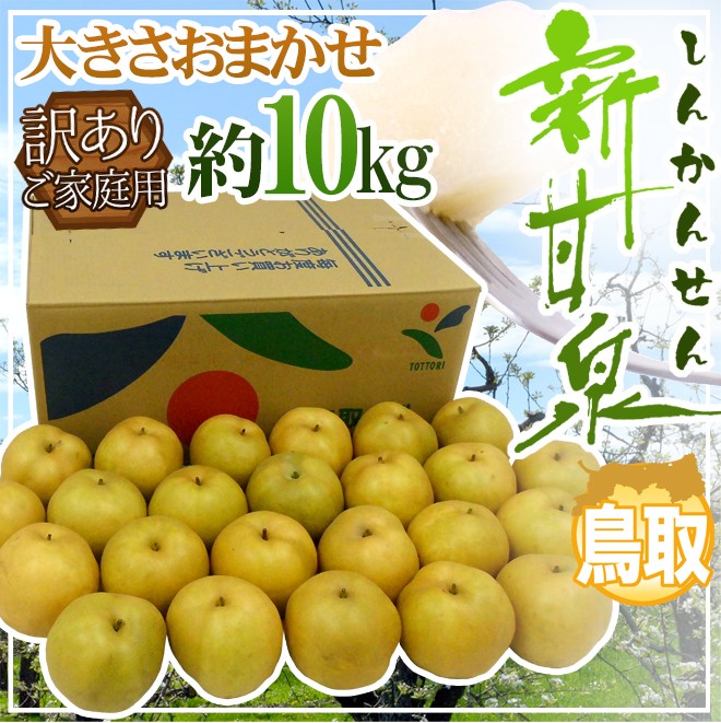 鳥取産 ”新甘泉（しんかんせん）梨” 訳あり 約10kg 大きさ