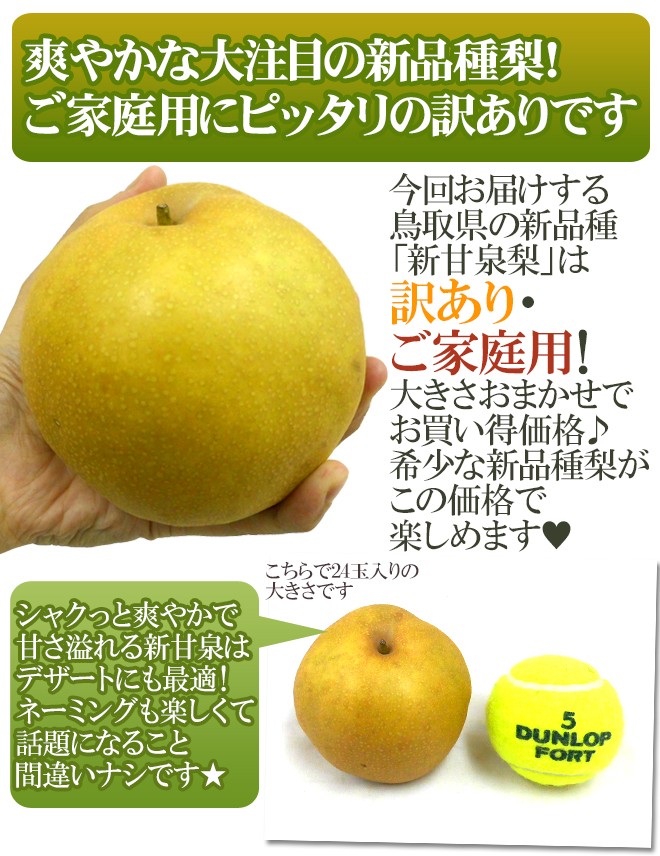 梨　新甘泉　家庭用　10㎏ 梨 10kg 新甘泉梨 鳥取産 ご家庭用 送料無料 食品 : 花と緑 国