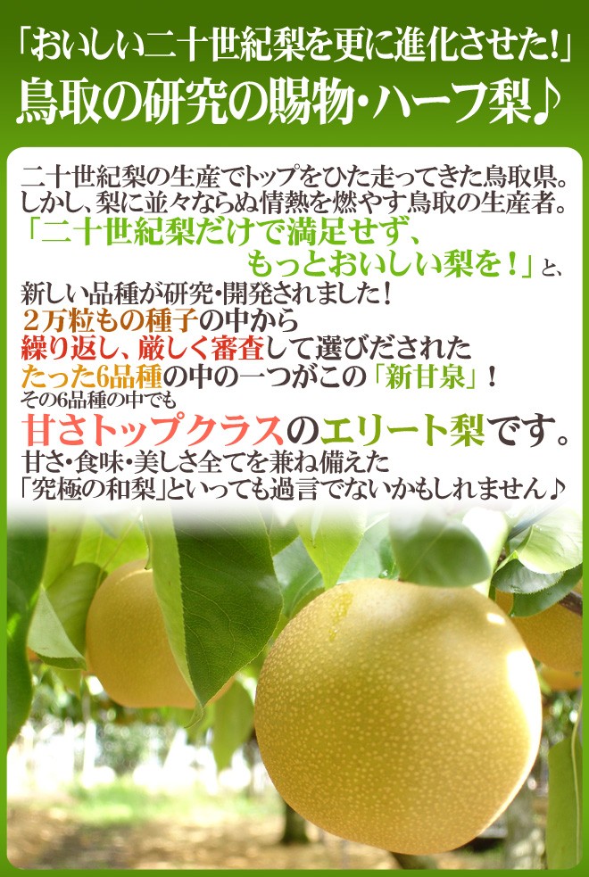 鳥取産 ”新甘泉（しんかんせん）梨” 秀品 大玉10〜16玉前後 約