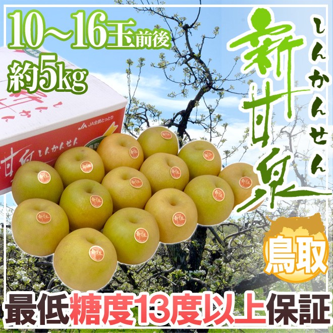 鳥取産 ”新甘泉（しんかんせん）梨” 秀品 大玉10〜16玉前後 約5kg【予約 8月下旬以降】 送料無料 : 2025031-sinkan5kg :  くらし快援隊 - 通販 - Yahoo!ショッピング