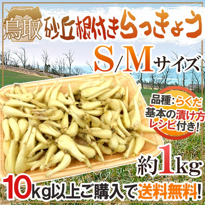 土らっきょう 鳥取産 ”砂丘らっきょう” Mサイズ 秀品 S 約1kg《10キロ購入で送料無料》 らっきょう