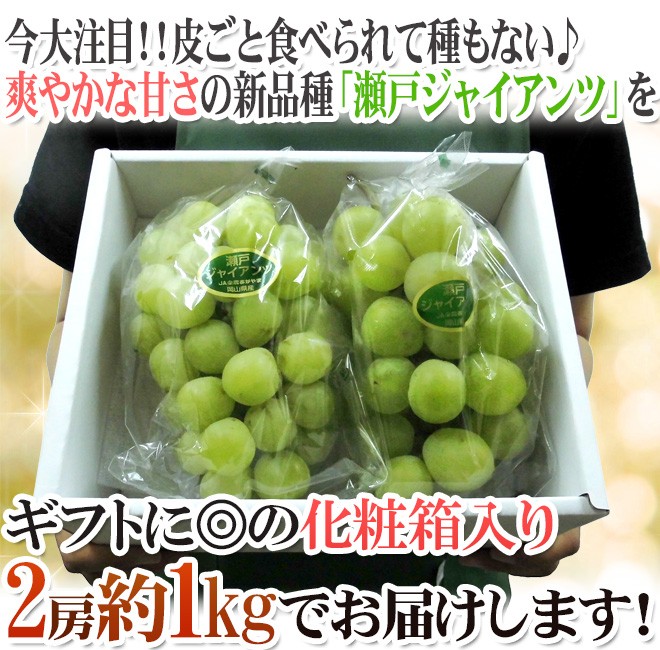 ぶどう 岡山産 ”瀬戸ジャイアンツ” 秀品 2房 約1kg 化粧箱【予約