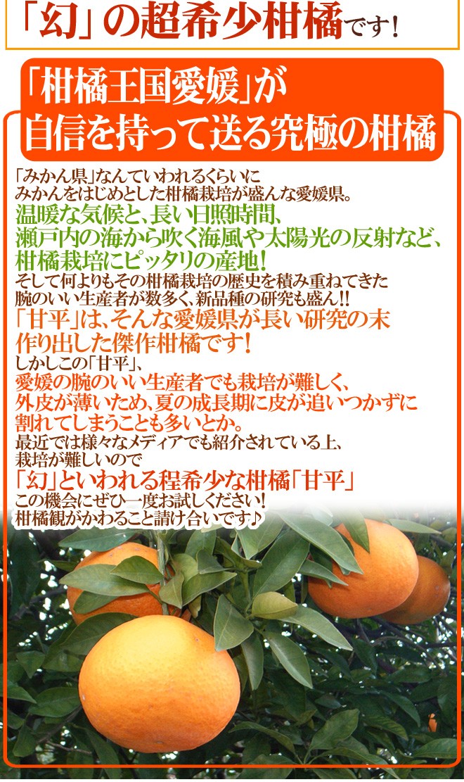 特選品「甘平」8玉　化粧箱入り 愛媛産 ”甘平” 秀品 5L〜6L 特大玉6〜7玉 約3kg 化粧箱【予約 1月中旬